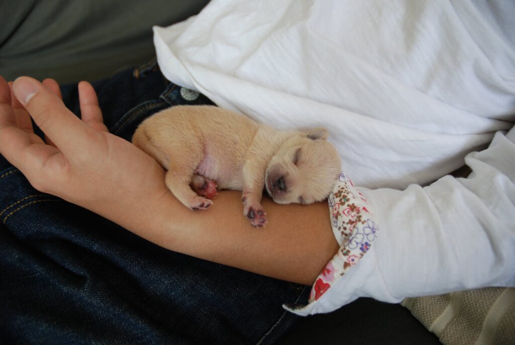 chihuahua puppy sleeping upon his owner's hand