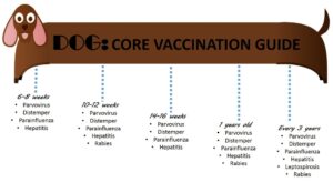 Chihuahua Vaccine Schedule