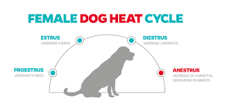 female-chihuahua-dog-heat-cycle