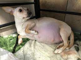 white pregnant chihuahua lying down on her back