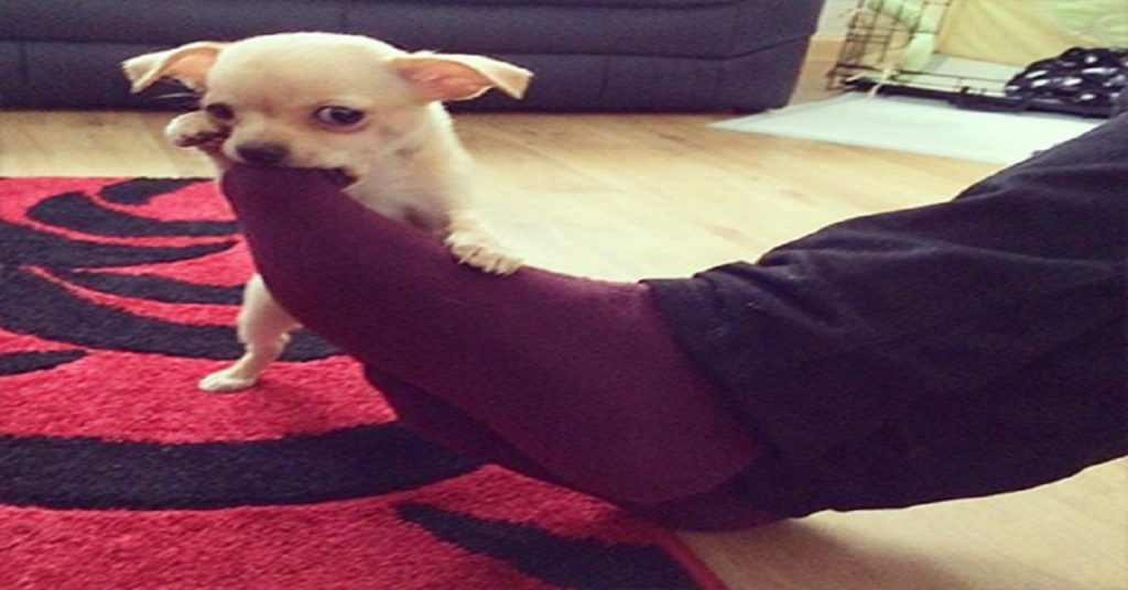 Chihuahua Back Problems