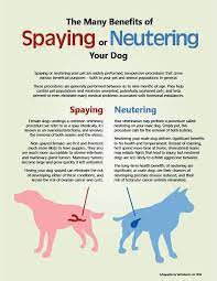 spaying vs neutering