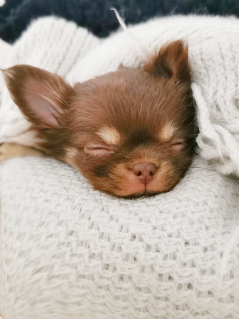 very young chihuahua puppy sleeping between the owner's arm