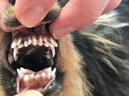 retained baby teeth in dogs