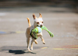 Active dog. Dog walking on the street. Active dog. Dog jumping and running. A dog with a toy.