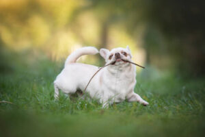 cheerful Chihuahua dog runs with a stick on the green grass