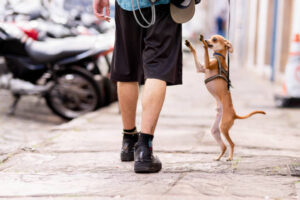 Adorable little chihuahua playfully jumping up at his male owner during a walk together along a city sidewalk