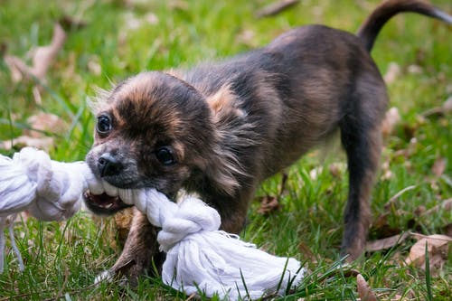 chihuahua puppy plays war of tug to test her teeth