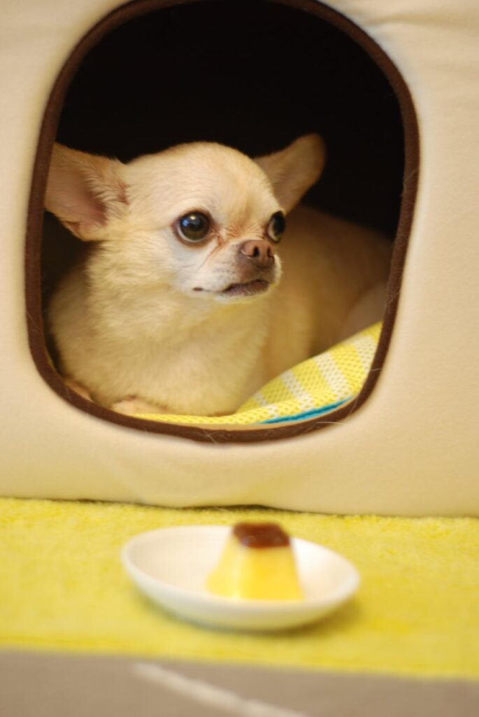 chihuahua sitting in his crate