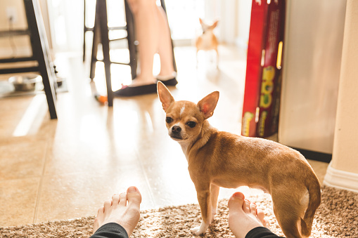 Chihuahua standing next to bear feet. Puppy looking back at camera with