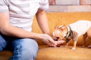 Crop casual man sitting on sofa with snacks in palm and feeding cute chihuahua dog at home