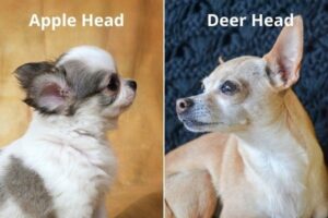 apple head and deer head differences