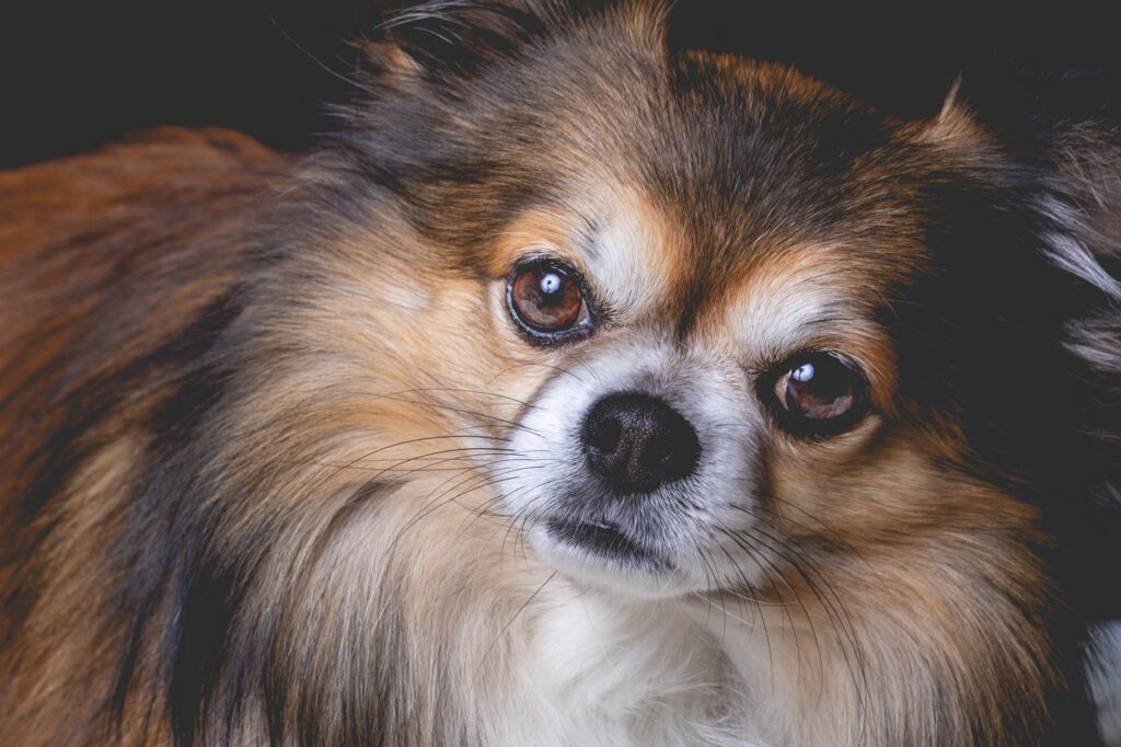 Long haired chihuahua face