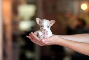 Teacup chihuahua upon the palm of his owner
