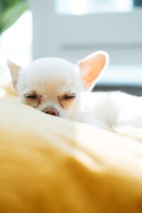 Teacup chihuahua is napping
