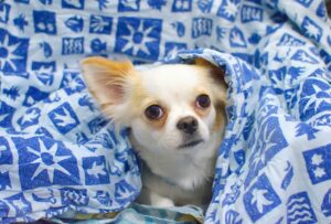 chihuahua under a blanket