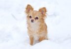 long-haired chihuahua in snow