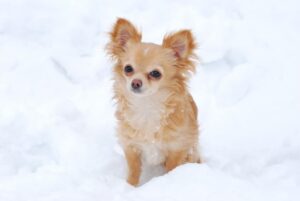 chihuahua-playing-in-snow