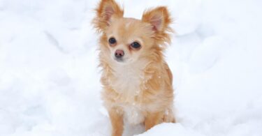 long-haired chihuahua in snow