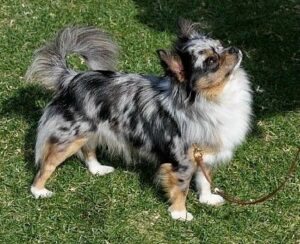 long-haired merle chihuahua
