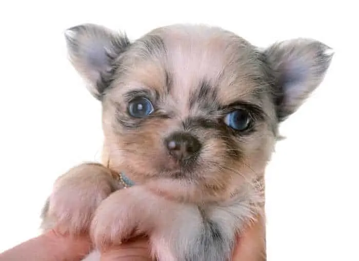 merle-chihuahua-puppy-with-blue-eye