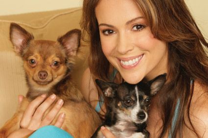 Alyssa Milano with her chihuahuas