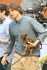 Ashton Kutcher with his chihuahua