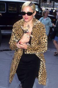 Madonna with her chihuahua