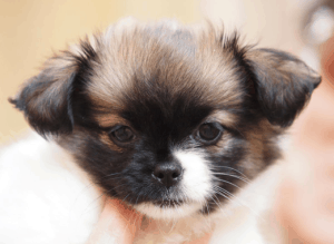The face of a Shih Tzu chihuahua mix puppy