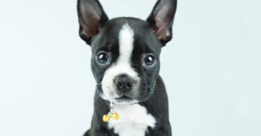 The Boston Terrier chihuahua mix puppy