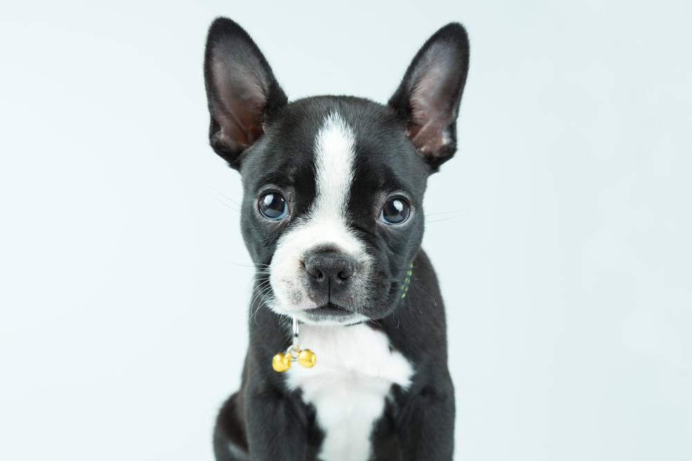 The Boston Terrier chihuahua mix puppy