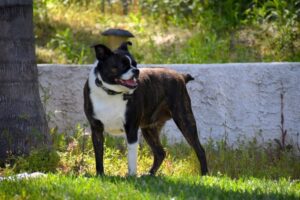 Boston Terrier chihuahua mix dog
