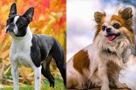 chihuahua and Boston Terrier