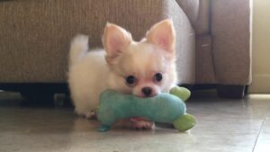 long-haired chihuahua puppy