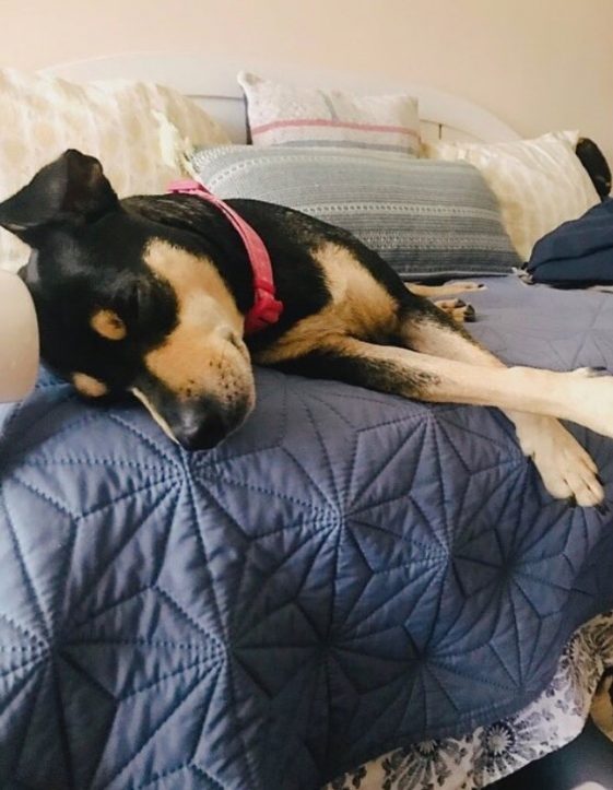 rottweiler chihuahua mix lying on a bed