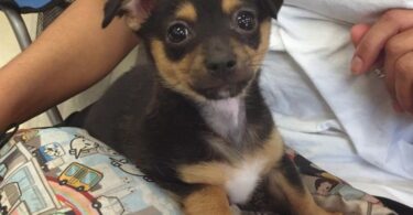 Baby rottweiler chihuahua mix