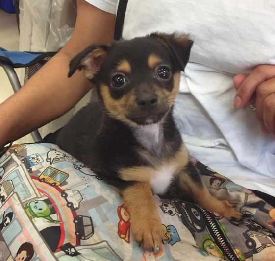 Baby rottweiler chihuahua mix
