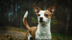 Pitbull Chihuahua Mix Training