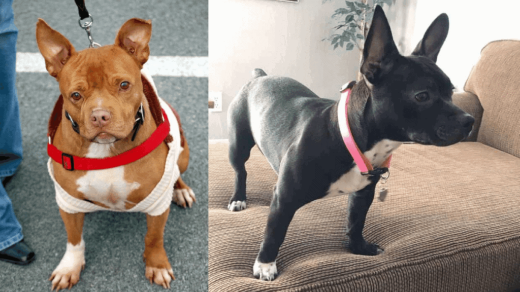 Pitbull Chihuahua Mix A Breed Complete Guide