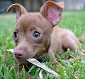 Pitbull chihuahua mix puppy lying on the grass