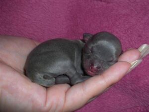 black chihuahua baby sleeping on the palm of his owner