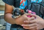 man holds his bored chihuahua puppy
