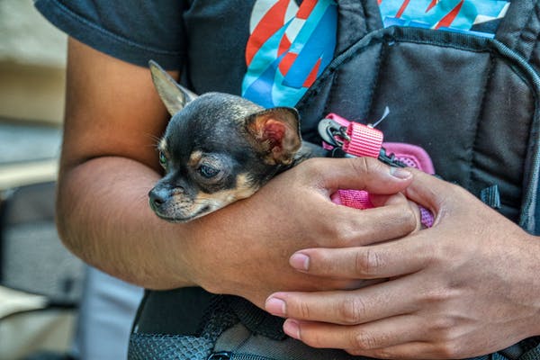 man holds his bored chihuahua puppy
