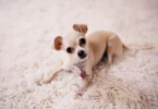 chihuahua dog setting on a carpet