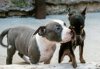 Pitbull puppy and chihuahua