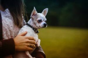 owner holding her chihuahua on her arm