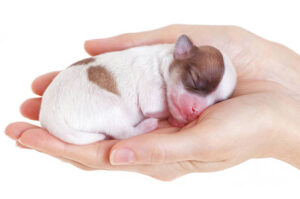 chihuahua baby sleeping on the palm of her owner