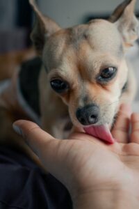 chihuahua licking her owner's hand