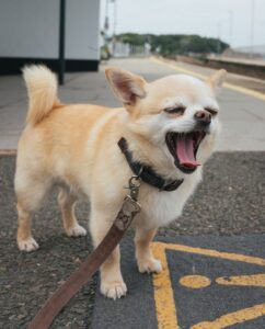 chihuahua opens his mouth