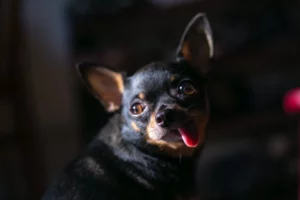 chihuahua ticking out her tongue
